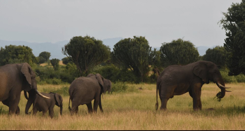 Nimule National Park, Nimule, Eastern Equatoria State, South Sudan